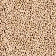 Natural Sesame Seeds