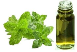 catnip oil