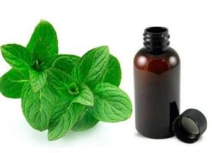 Mentha Citrata Oil