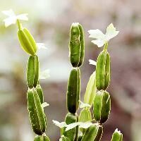 Cissus quadrangularis