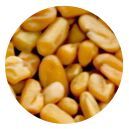 Fenugreek