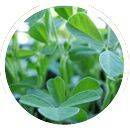 Fenugreek Gum