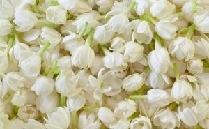 jasmine fragrance
