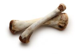 animal bones