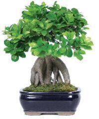 Bonsai Plant