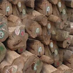Burma Teak Wood Log