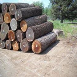 walnut wood log