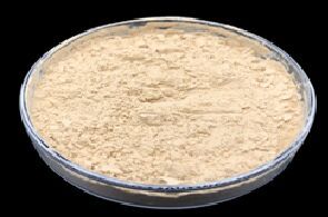 bacillus coagulans