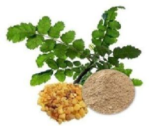 Boswellia Serrata Extract