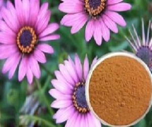 Echinacea purpurea extract