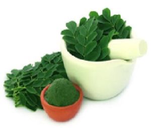 Moringa Leaves Extract