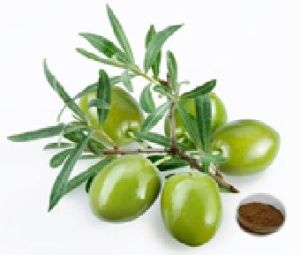 Olive Leaf Extract