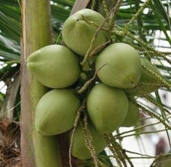 Tender Coconuts