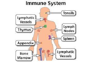 Immune System D