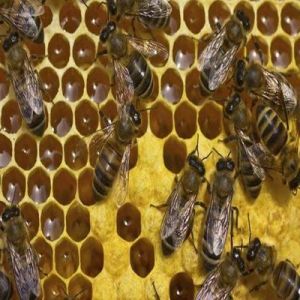 Honey Bee Control Services