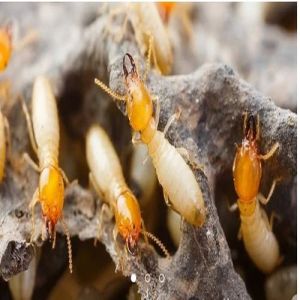 Industrial White Ants Control Services