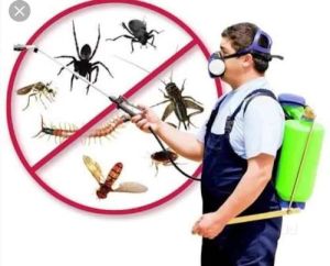 Spider Pest Control Services