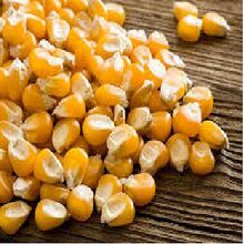 Yellow corn for poultry feed