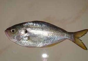 Frozen Parava Fish