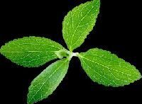 stevia leaf