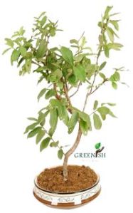 Guava Bonsai