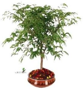 Tamarind bonsai trees