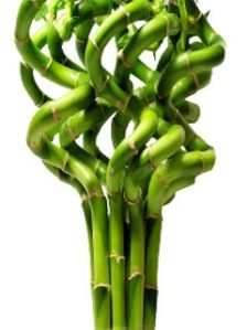 Spiral Bamboo Sticks