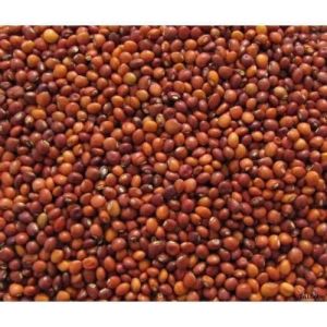 Ragi Seeds