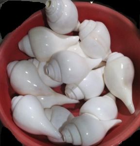 polished seashells