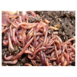 Organic vermicompost