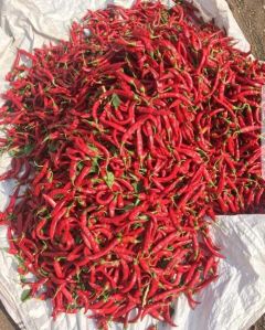 Premium Dried RED Chilli