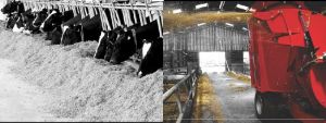 Cattle Feeding System