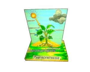 Photosynthesis 3D Model