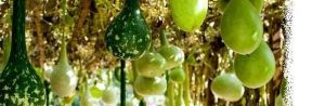 Bottle Gourd Seeds