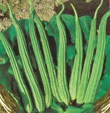 ridge gourd seeds