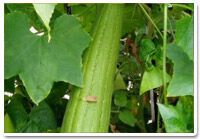 sponge gourd seeds