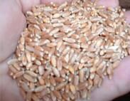 Organic Wheat Seeds