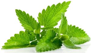 Mint Leaves