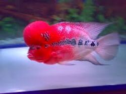 Redragon Fish