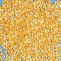 Maize Cattle Feed