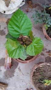 Achiote Garden Plant