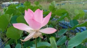 Lotus Flower Plant