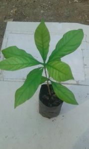 sarpagandha Medicinal plant