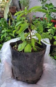Thai Basil Plant