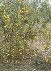 Lemon Plant