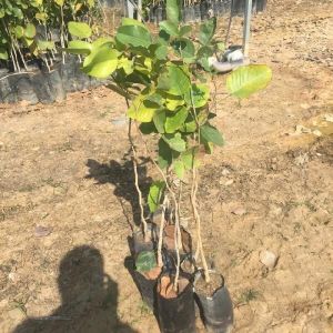 Red Sandalwood Plants