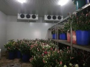 Flower Cold Storage Room
