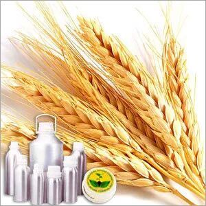 wheat germ carrier oil