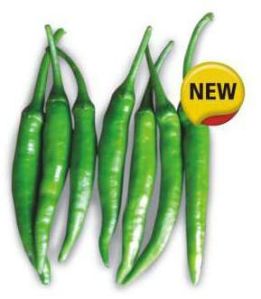 Hot pepper seed