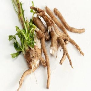 Chicory Roots